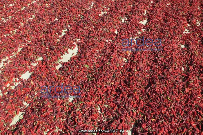 : Chilli, Capsicum annuum : Chilli, Capsicum annuum