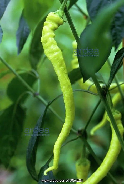 : Chilli, Capsicum annuum : Chilli, Capsicum annuum