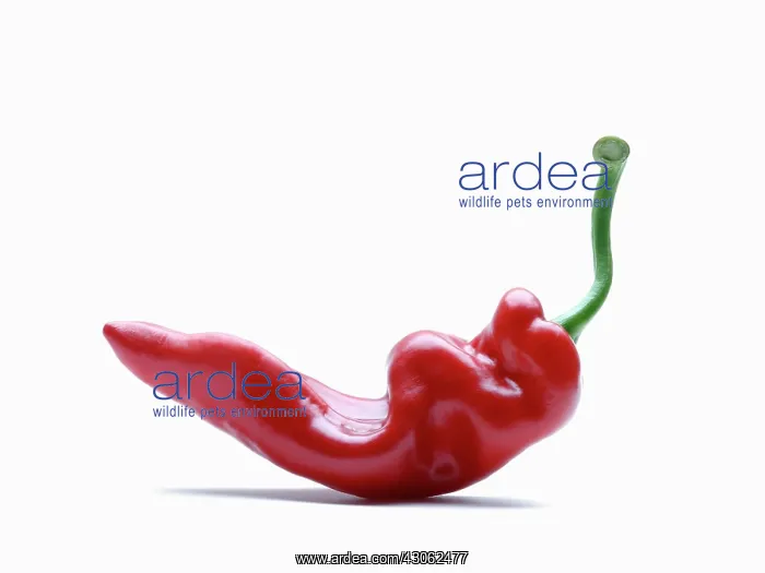 : Chilli, Capsicum annuum : Chilli, Capsicum annuum