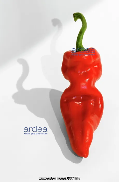 : Chilli, Capsicum annuum : Chilli, Capsicum annuum
