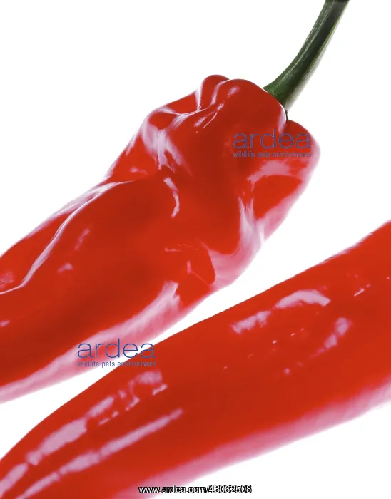 : Chilli, Capsicum annuum : Chilli, Capsicum annuum