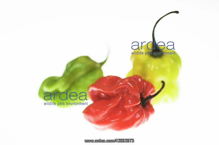 : Chilli, Scotch bonnet chilli, Capsicum annuum Scotch bonnets : Chilli, Scotch bonnet chilli, Capsicum annuum Scotch bonnets