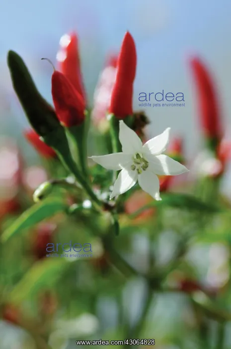 : Chilli, Capsicum annuum : Chilli, Capsicum annuum