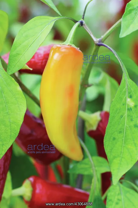 : Chilli, Capsicum annuum : Chilli, Capsicum annuum