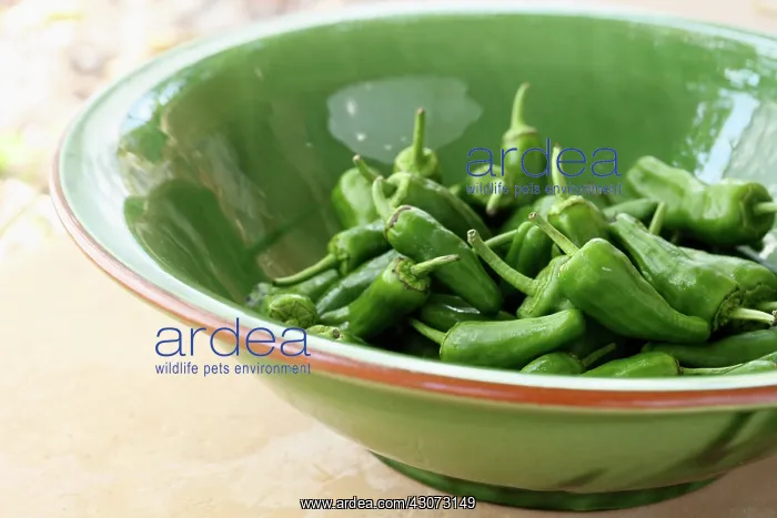: Chilli, Capsicum annuum : Chilli, Capsicum annuum