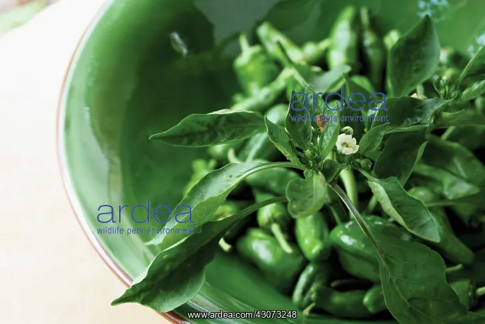 : Chilli, Capsicum annuum : Chilli, Capsicum annuum