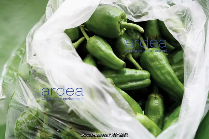 : Chilli, Capsicum annuum : Chilli, Capsicum annuum