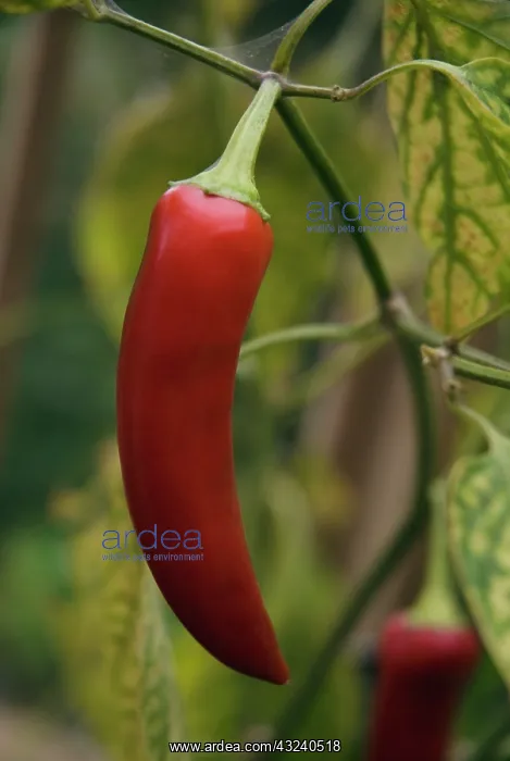 : Chilli, Capsicum annuum Hungarian hot wax : Chilli, Capsicum annuum Hungarian hot wax