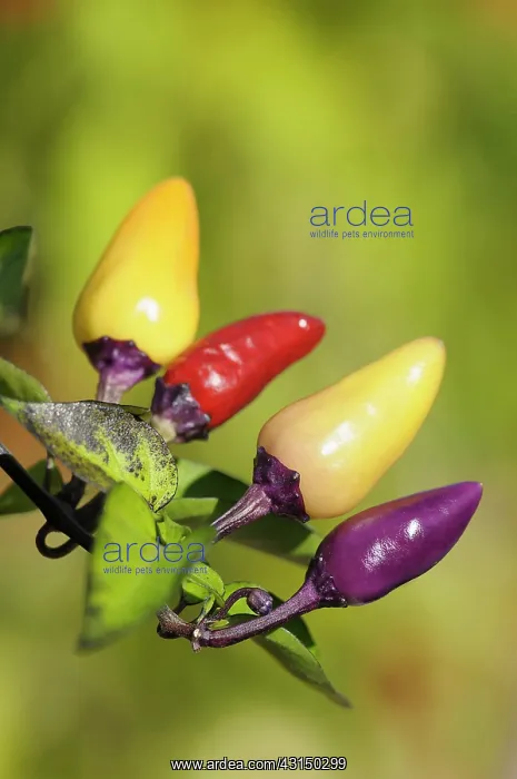 : Chilli, Fairy Lights Chilli, Capsicum annum, multi coloured : Chilli, Fairy Lights Chilli, Capsicum annum, multi coloured