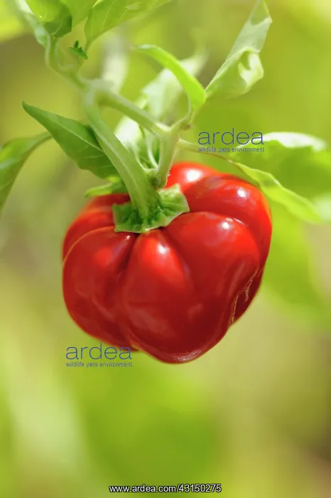 : Chilli, Fairy lights chilli, Capsicum, Capsicum : Chilli, Fairy lights chilli, Capsicum, Capsicum