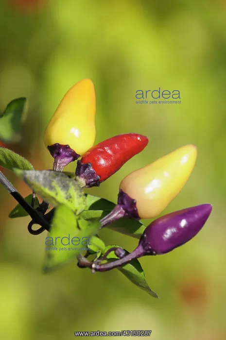 : Chilli, Fairy lights chilli, Capsicum, Capsicum : Chilli, Fairy lights chilli, Capsicum, Capsicum