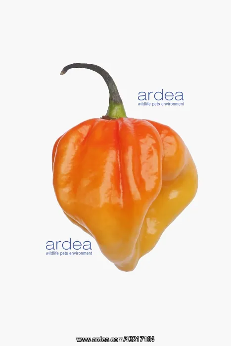 : Chilli, Habanero chilli, Capsicum chinense Habanero : Chilli, Habanero chilli, Capsicum chinense Habanero