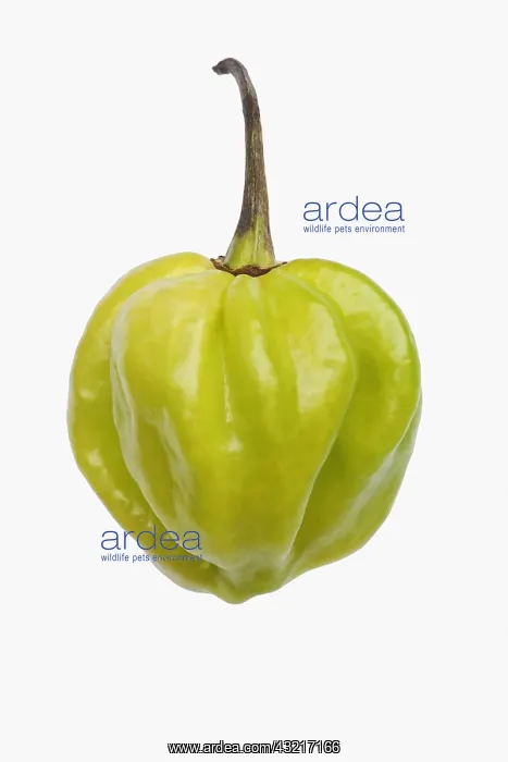 : Chilli, Habanero chilli, Capsicum chinense Habanero : Chilli, Habanero chilli, Capsicum chinense Habanero