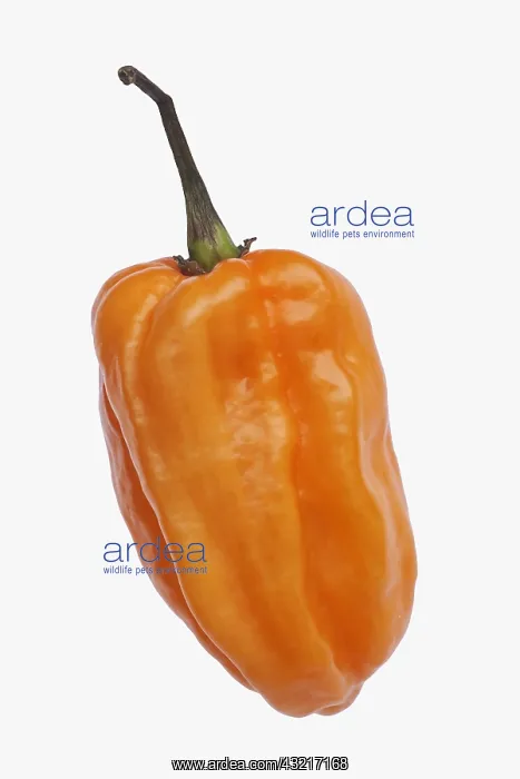 : Chilli, Habanero chilli, Capsicum chinense Habanero : Chilli, Habanero chilli, Capsicum chinense Habanero