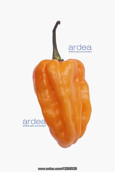 : Chilli, Habanero chilli, Capsicum chinense Habanero : Chilli, Habanero chilli, Capsicum chinense Habanero