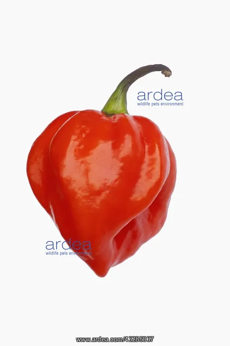 : Chilli, Habanero chilli, Capsicum chinense Habanero : Chilli, Habanero chilli, Capsicum chinense Habanero