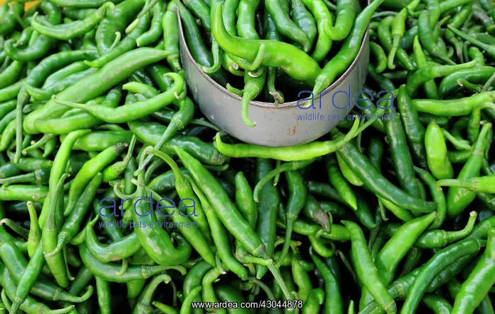 : Chilli, Jalapeno chilli : Chilli, Jalapeno chilli