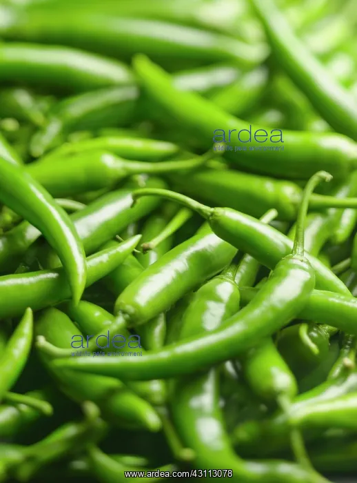  : Chilli, Jalapeno chilli, Capsicum annum, A mass
