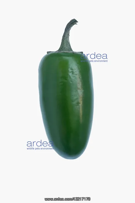 : Chilli, Jalapeno chilli, Capsicum annuum, Studio : Chilli, Jalapeno chilli, Capsicum annuum, Studio