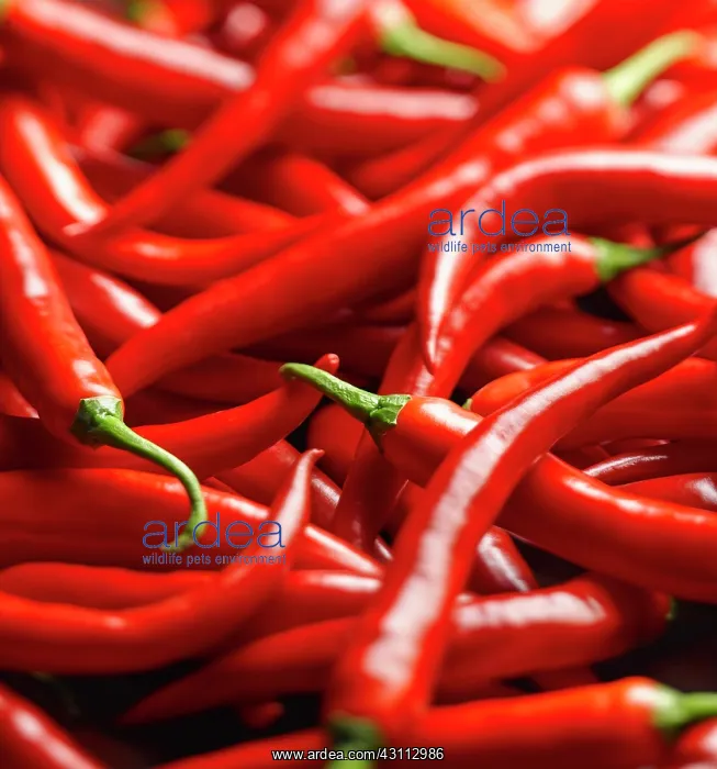 : Chilli, Jalapeno chilli peppers, Capsicum annuum : Chilli, Jalapeno chilli peppers, Capsicum annuum