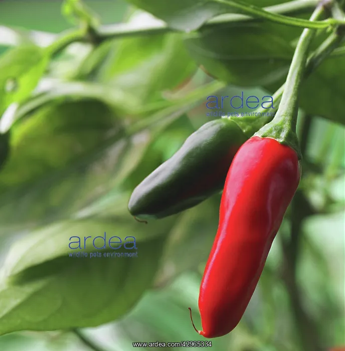 : Chilli Pepper : Chilli Pepper