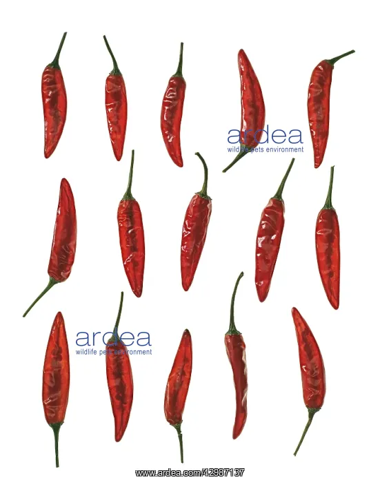 : Chilli Pepper : Chilli Pepper