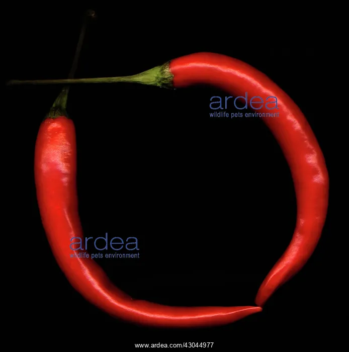 : Chilli Pepper : Chilli Pepper
