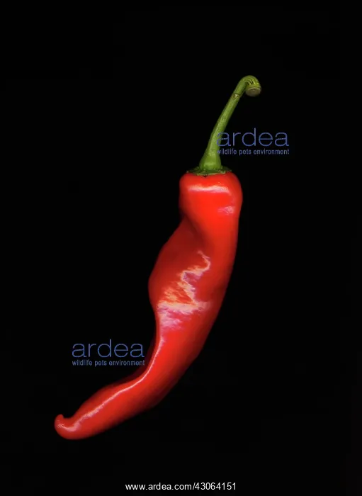 : Chilli Pepper : Chilli Pepper