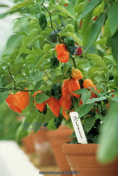: Chilli Pepper : Chilli Pepper