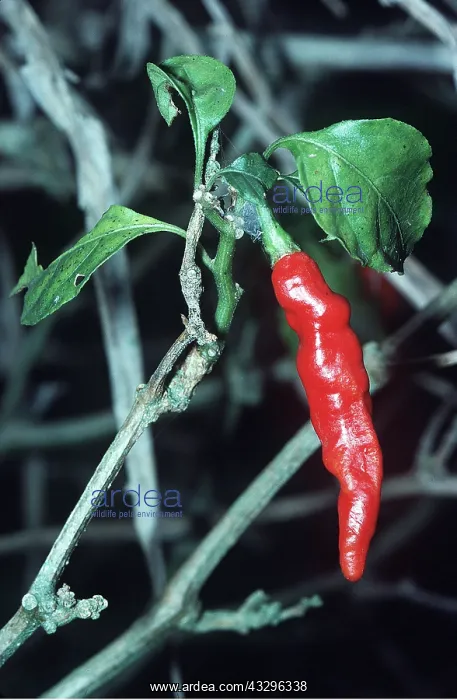 : CHILLI PEPPER : CHILLI PEPPER