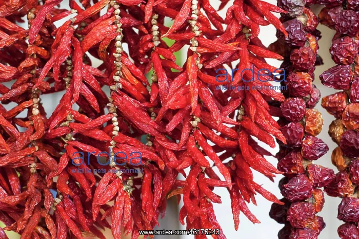 : Chilli pepper, Capsicum annuum, strings of chilies hung up t : Chilli pepper, Capsicum annuum, strings of chilies hung up t