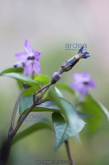 : Chilli pepper, Capsicum annuum Zimbabwe black, purple flow : Chilli pepper, Capsicum annuum Zimbabwe black, purple flow