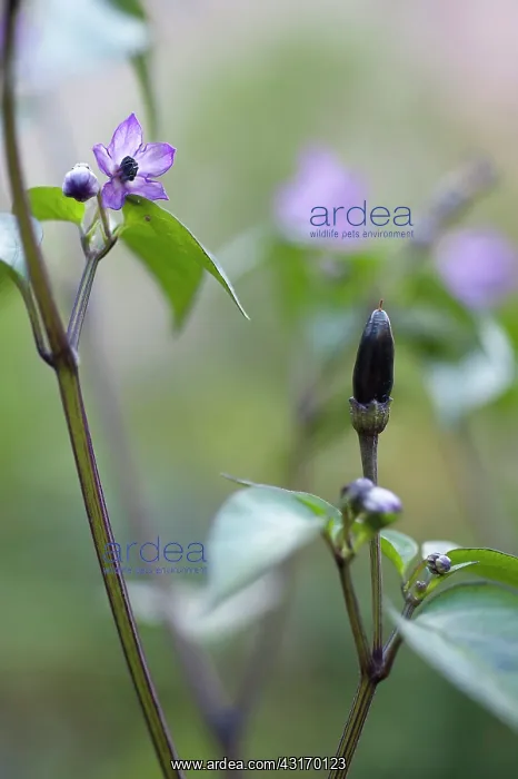 : Chilli pepper, Capsicum annuum Zimbabwe black, purple flow : Chilli pepper, Capsicum annuum Zimbabwe black, purple flow