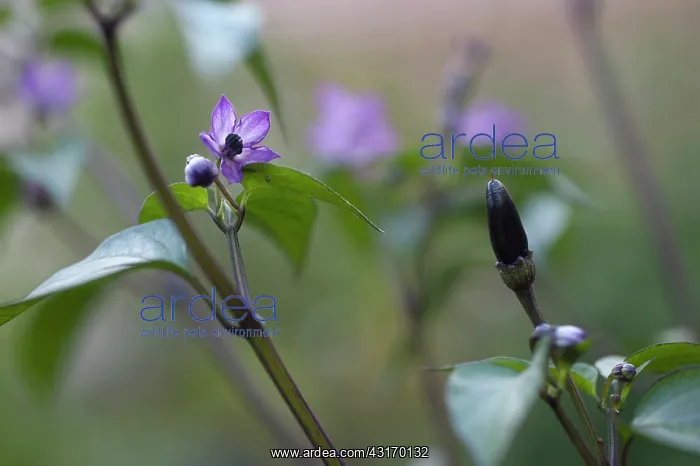 : Chilli pepper, Capsicum annuum Zimbabwe black, purple flow : Chilli pepper, Capsicum annuum Zimbabwe black, purple flow