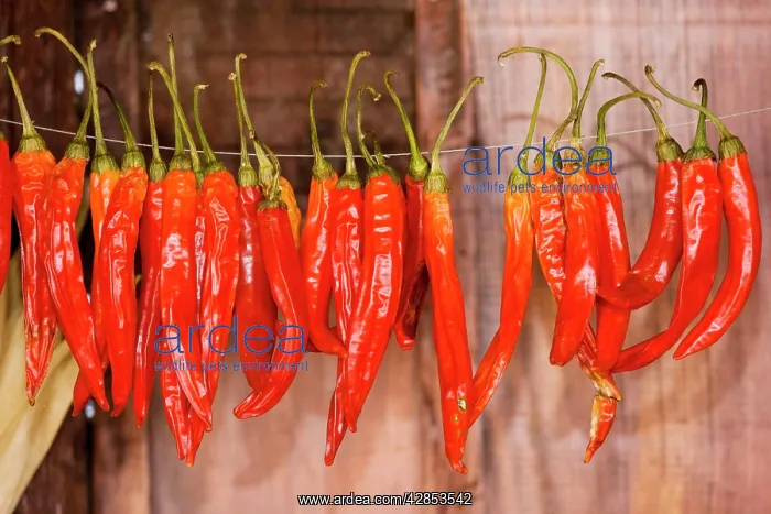  : Chilli Peppers collected for drying in barn