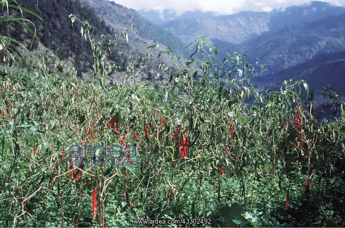 : CHILLI PEPPERS FIELD : CHILLI PEPPERS FIELD