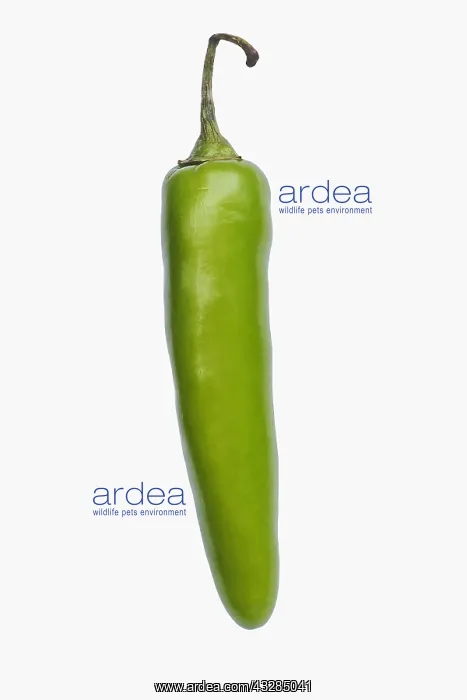 : Chilli, Serrano Chili, Capsicum annuum Serrano : Chilli, Serrano Chili, Capsicum annuum Serrano