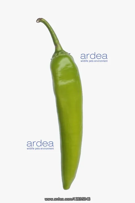 : Chilli, Serrano Chili, Capsicum annuum Serrano : Chilli, Serrano Chili, Capsicum annuum Serrano