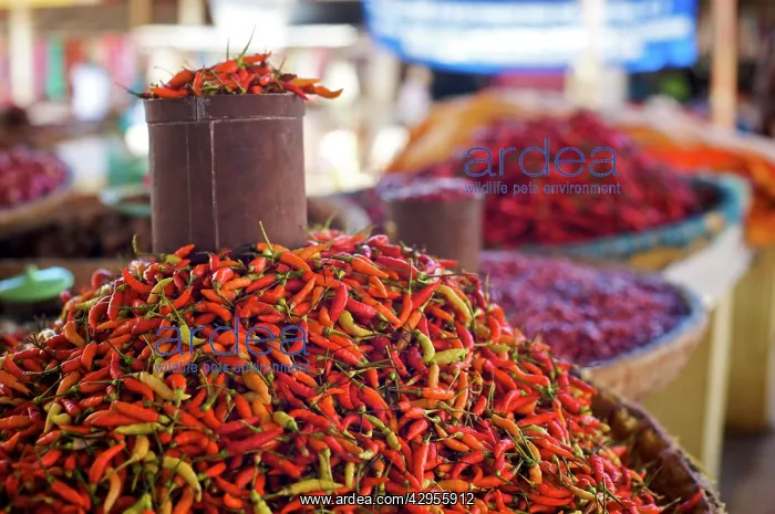 : Chilli Tin can - Tomohon Market : Chilli Tin can - Tomohon Market