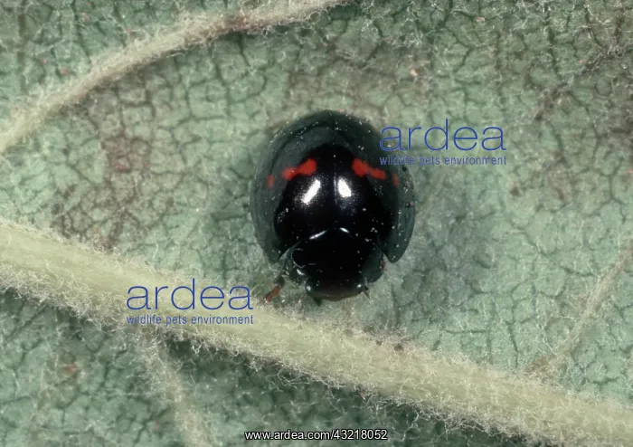 : Chilocorus sp. Ladybug : Chilocorus sp. Ladybug