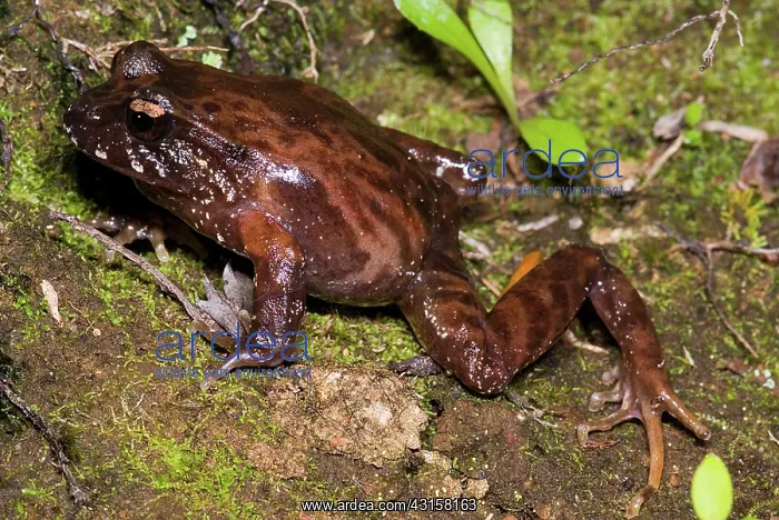 : Chiloe Island Ground Frog : Chiloe Island Ground Frog