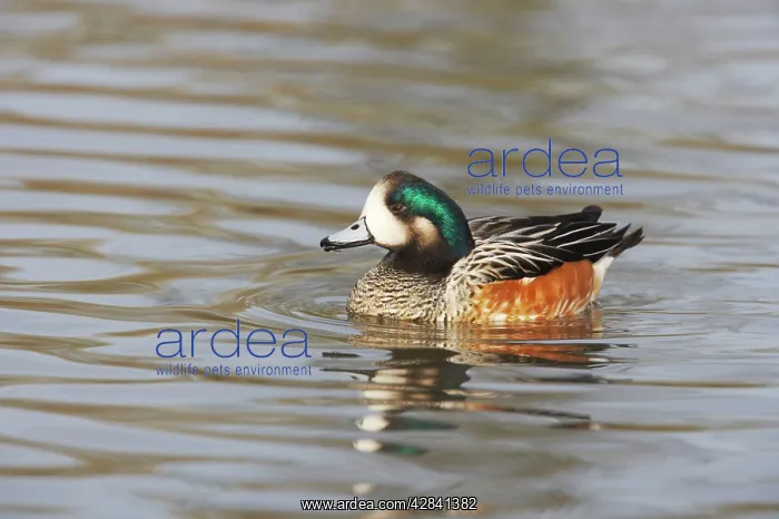: Chiloe Wigeon : Chiloe Wigeon