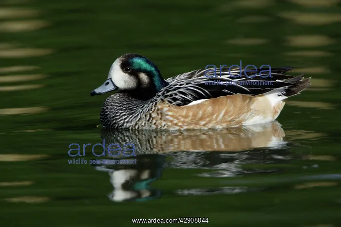 : Chiloe Wigeon - drake swimming on lake : Chiloe Wigeon - drake swimming on lake