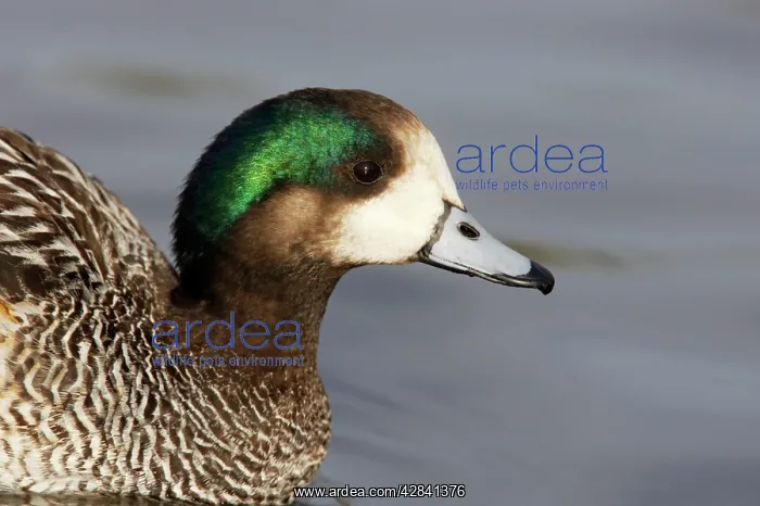 : Chiloe Wigeon - head shot : Chiloe Wigeon - head shot