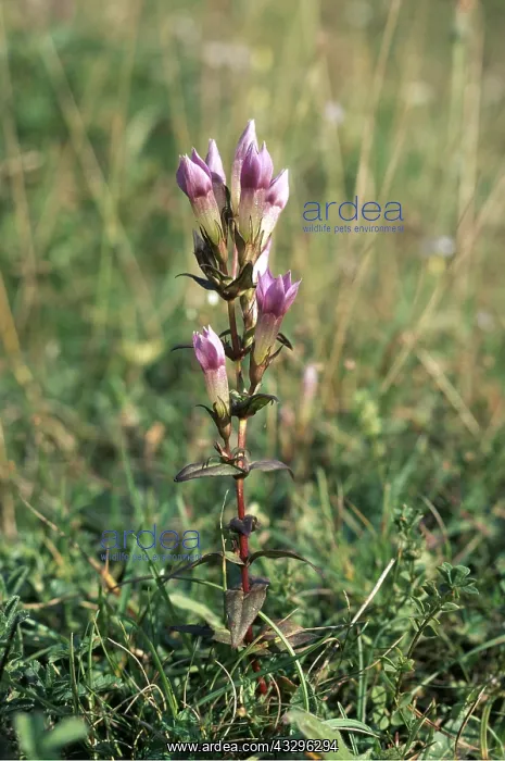 : CHILTERN GENTIAN : CHILTERN GENTIAN