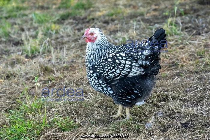 : Chimacum, Washington State, USA. Free ranging Black : Chimacum, Washington State, USA. Free ranging Black
