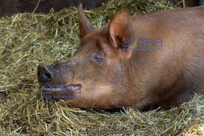 : Chimacum, Washington State, USA. Tamworth pig piglet : Chimacum, Washington State, USA. Tamworth pig piglet