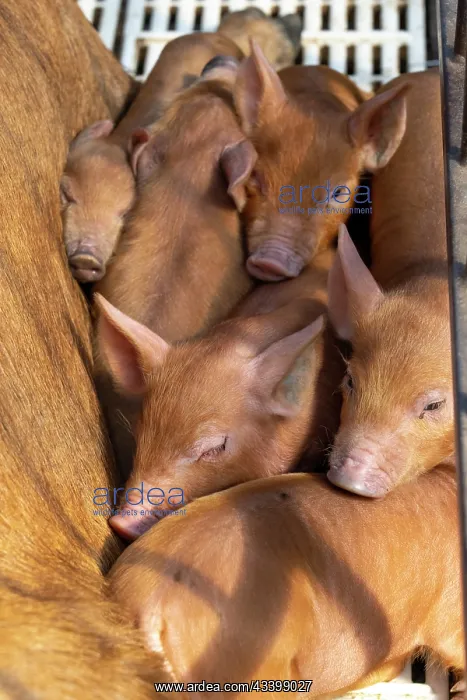 : Chimacum, Washington State, USA. Tamworth pig sow : Chimacum, Washington State, USA. Tamworth pig sow