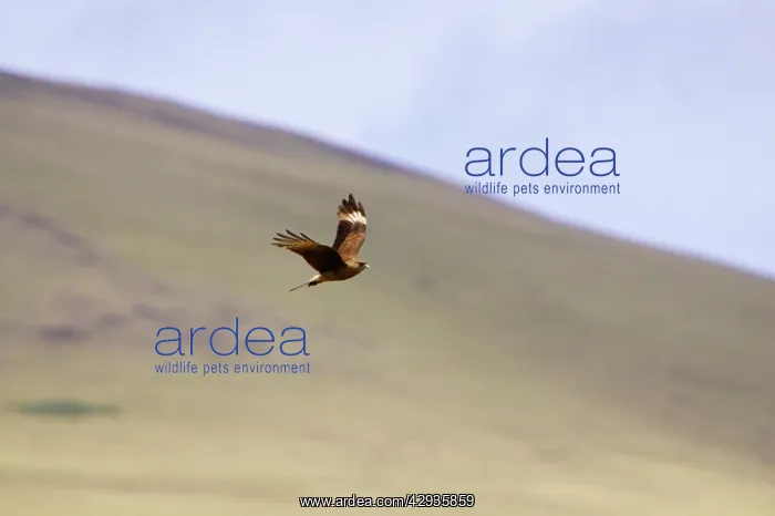 : Chimango caracara in flight : Chimango caracara in flight