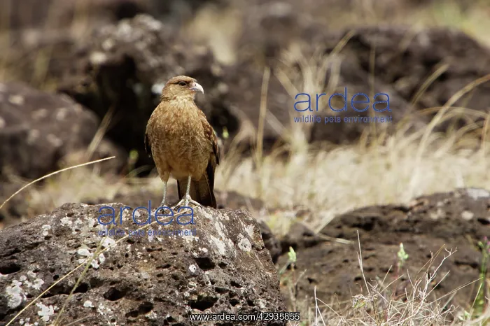 : Chimango caracara on lava boulder : Chimango caracara on lava boulder